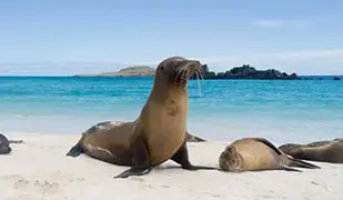 巴尔特拉